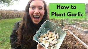 The Art Of Planting - Grow your garden - raincitystudios.com