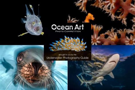 The Art of Underwater Photography - DivePhotoGuide - raincitystudios.com