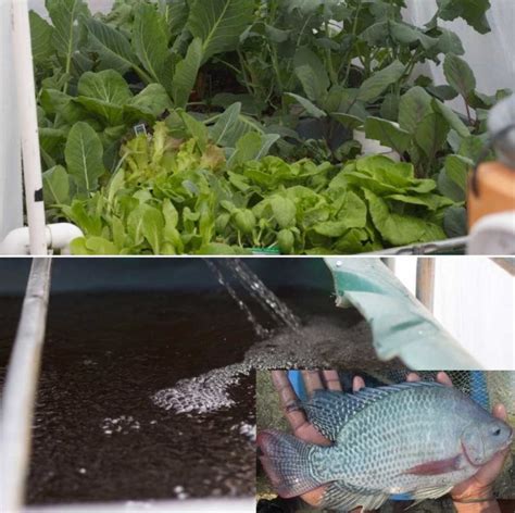 The Basics of Breeding Tilapia for Aquaponics - balustradellc