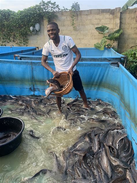 The Basics Of Catfish Farming In Nigeria - muktibox.com