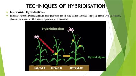 The Basics of Plant Hybridization and Improvement - muktibox.com