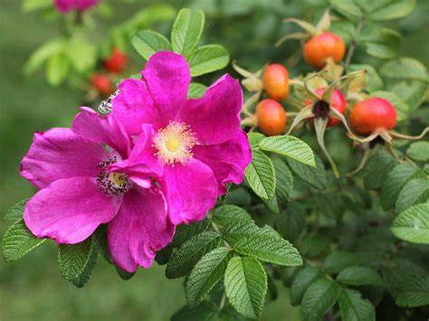 The Basics of Propagating Wild Roses - My Heart Lives … - raincitystudios.com