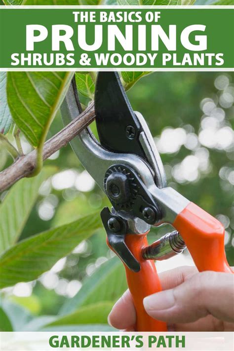 The Basics of Pruning Shrubs and Woody Plants - Gardener's Path - raincitystudios.com