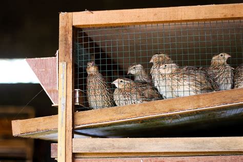 The Basics of Raising Quail in the Backyard - balustradellc