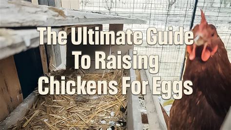 The Beginner's Guide to Raising Chickens for Eggs and … - balustradellc