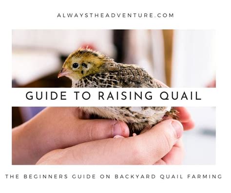 The Beginners Guide On How To Get Started Raising Quail - balustradellc