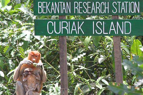 The Bekantan Experience - Habitat Loss | Republika … - raincitystudios.com