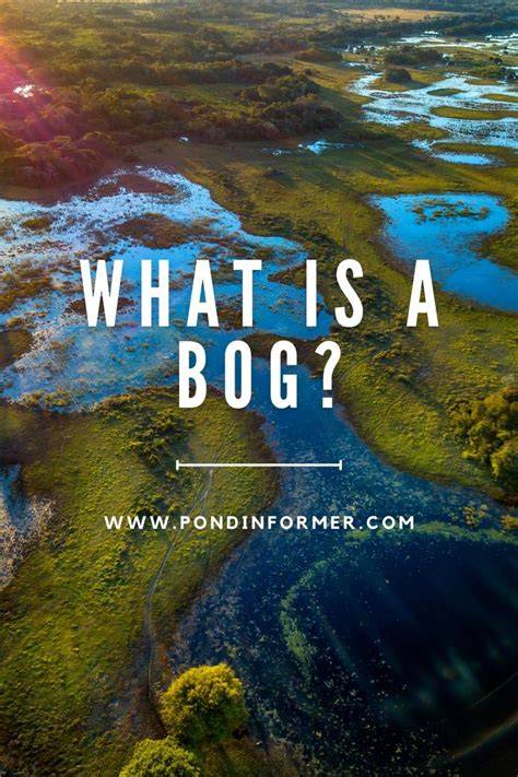 The Benefits of Bogs for Biodiversity - Live to Plant - raincitystudios.com