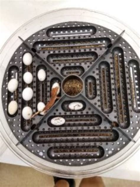 The Benefits of Egg Trays For Incubation - Josh's Frogs - balustradellc