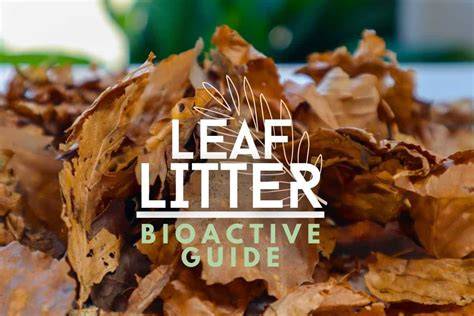 The Benefits of Leaf Litter for Forest Gardens | Live to Plant - raincitystudios.com
