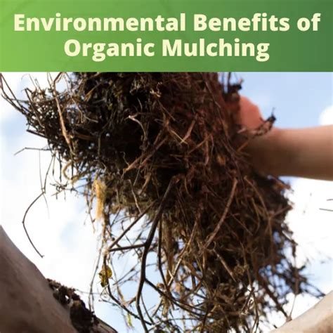 The Benefits of Organic Mulching for Cotton Pest Control in Southern ... - balustradellc
