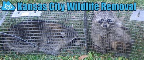 THE BEST 10 Wildlife Control in Kansas City, MO - Yelp