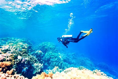 THE BEST Bali Scuba Diving & Snorkeling (2026) - Tripadvisor - balustradellc
