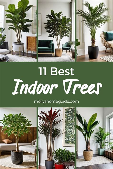 The Best best indoor plants and trees | Fast Delivery - raincitystudios.com