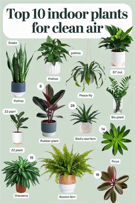 The Best best indoor plants for air purification - raincitystudios.com