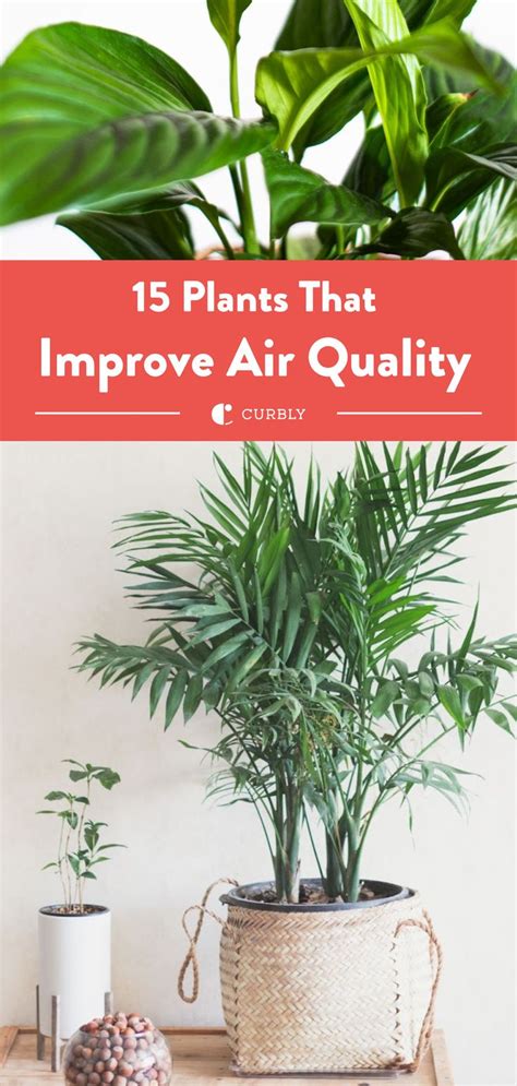 The Best best indoor plants for air quality | Fast Delivery - raincitystudios.com