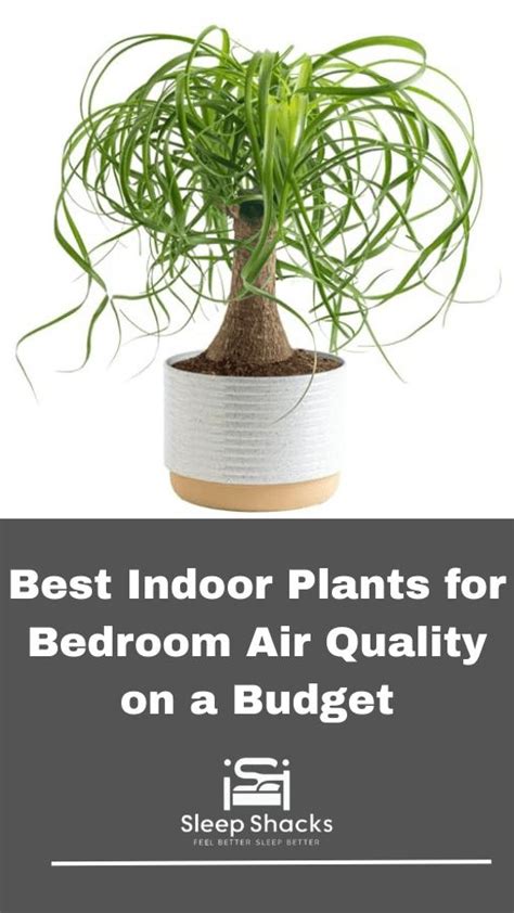 The Best best indoor plants for bedroom air quality - raincitystudios.com