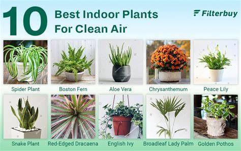 The Best best indoor plants for clean air | Fast Delivery - raincitystudios.com