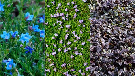 The Best bunnings plants ground cover | Fast Delivery - raincitystudios.com