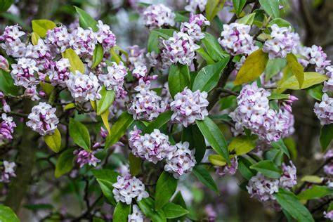 The best daphne for year-round colour and scent - raincitystudios.com