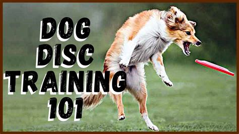 The Best Disc Dog Training Routines for Morning Practice Sessions - balustradellc
