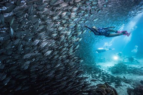 The Best Diving Sites in Indonesia: Raja Ampat Diving - Diving in Bali ... - balustradellc