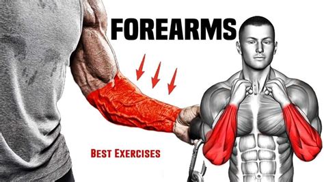 The Best Exercises for Massive and Powerful Forearms - balustradellc