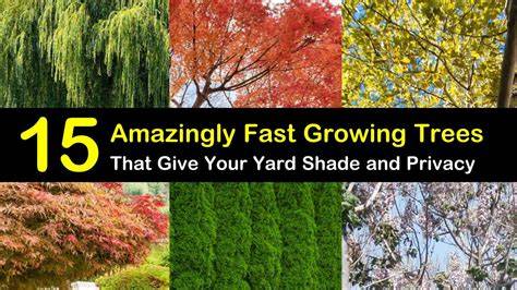 The Best Fast Growing Trees for Privacy, Shade, Color … - raincitystudios.com
