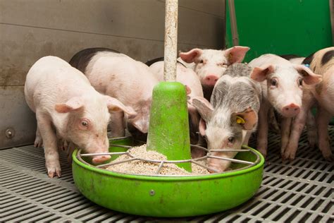 The Best Feeder Strategies for Growing Pigs - Barn World - balustradellc
