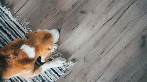 The Best Flooring for High-Traffic Areas | Flooring Canada - balustradellc