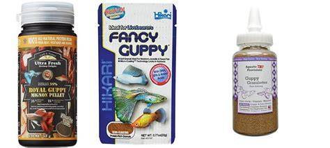 The Best Food for Guppy Fish: Complete Guide - raincitystudios.com
