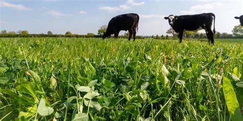 The best forage crops for cattle - Boston Seeds - raincitystudios.com