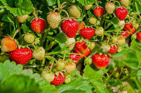 The Best Fruit Plants & Fruit Trees for Shady Areas - raincitystudios.com
