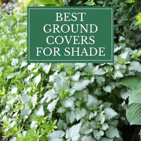 The best ground cover plants for shade in your yard - raincitystudios.com