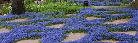The Best Groundcovers for Florida - FL Gardening - raincitystudios.com
