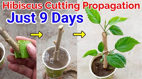The Best Hibiscus Propagation Methods For Endless … - raincitystudios.com