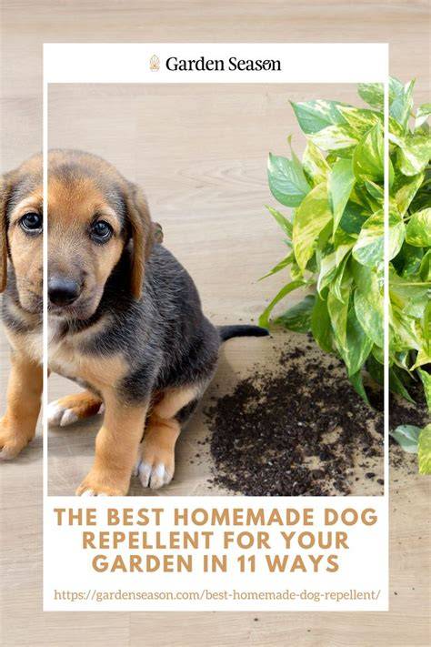 The Best Homemade Dog Repellent For Your Garden In 11 Ways - raincitystudios.com