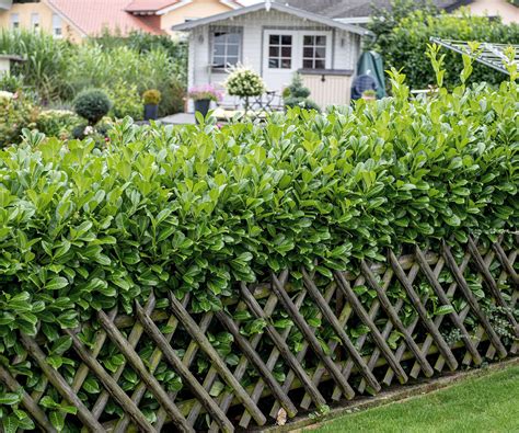 The best low-maintenance hedge plants - Homes and Gardens - balustradellc