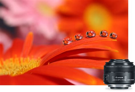 The Best Macro Lenses To Make Your Close Up Photography Easy - balustradellc