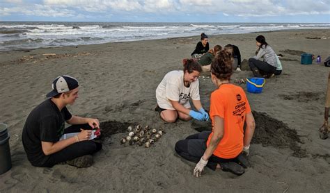 The Best Marine Biology Summer Programs for High School Students - raincitystudios.com