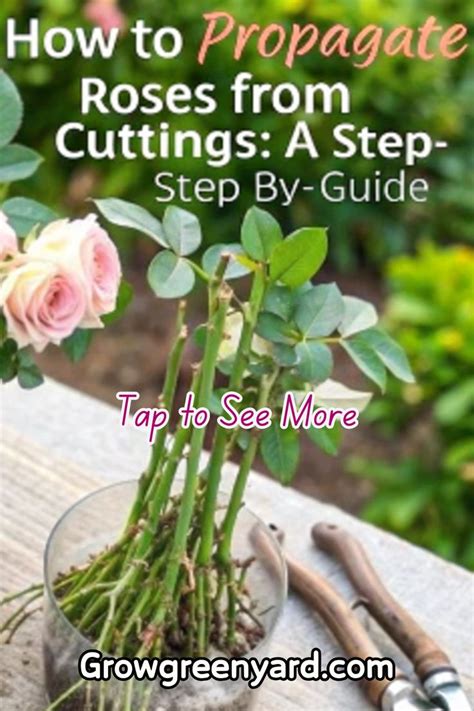 The Best Method For Propagating Roses In Your Garden - raincitystudios.com