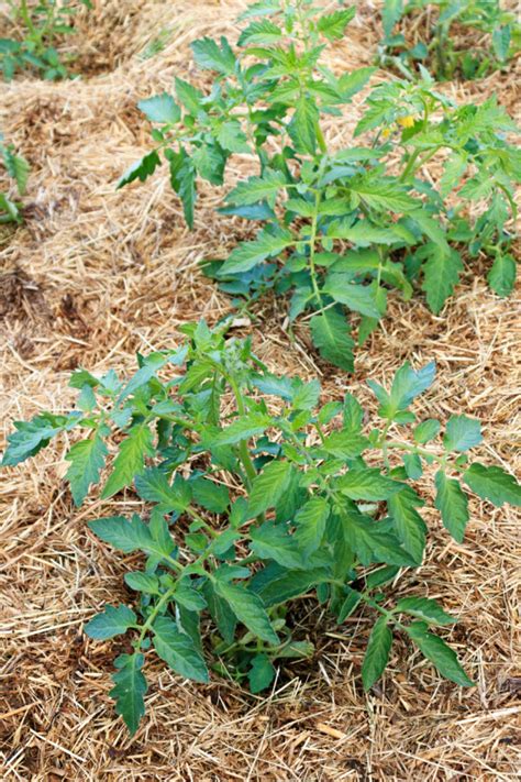 The Best Mulch For Tomato Plants - 4 Amazing Mulches That Work - balustradellc