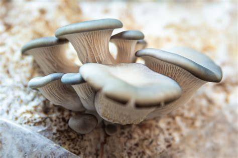 The Best Mushroom Substrate for Oyster Mushrooms - raincitystudios.com