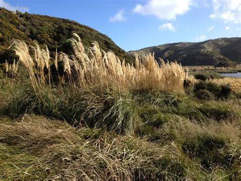 The best New Zealand native plants for erosion control. - raincitystudios.com