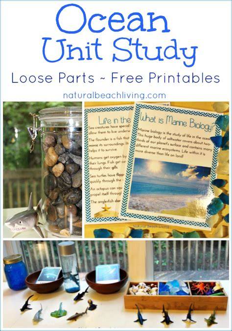 The Best Ocean Unit Study For Kids - Natural Beach … - raincitystudios.com