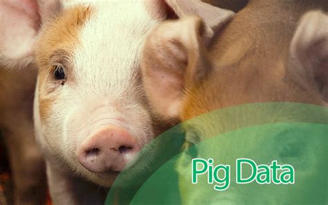 The Best Pig Feed Guide for Piggery Success - balustradellc