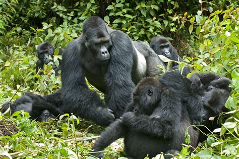 The Best Places to Go Gorilla Trekking in Africa - balustradellc
