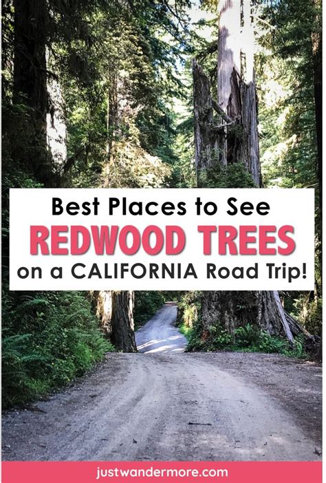The Best Places to See the Redwoods on a California Road Trip - balustradellc
