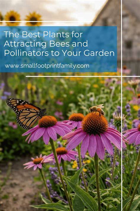 The best plants for bees and pollinators - The Wildlife … - raincitystudios.com