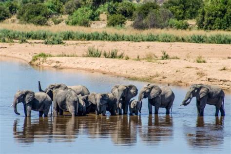 The Best Safaris In Africa - Horizon Guides - balustradellc